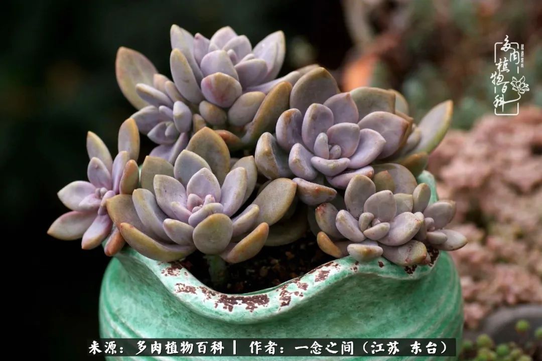 一见多肉误终生,一见多肉误终生从此钱包成路人