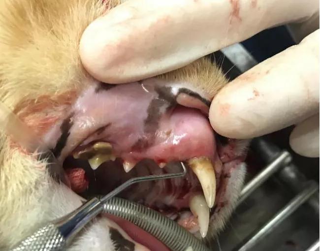 猫咪传染病科普,猫咪患了牙周炎怎么办