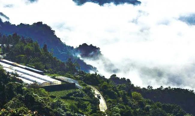 重庆养殖瘦身鱼,重庆瘦身鱼养殖