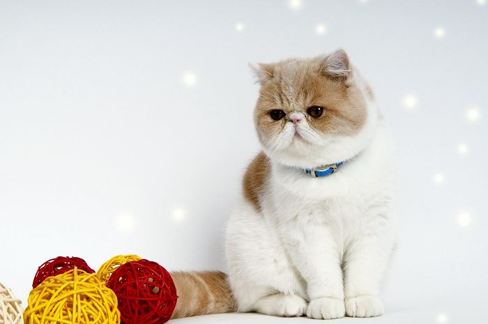 猫咪呼吸困难如何抢救,猫咪鼻子堵塞呼吸困难怎么办