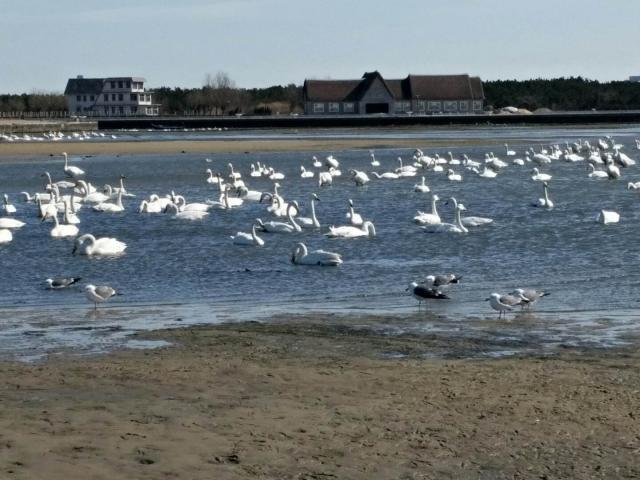 山东荣成算百强县吗,荣成在全国百强县中排名第几