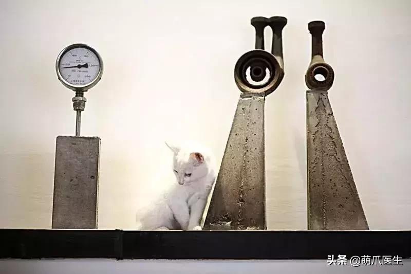 带宠物住宿酒店,带宠旅行酒店