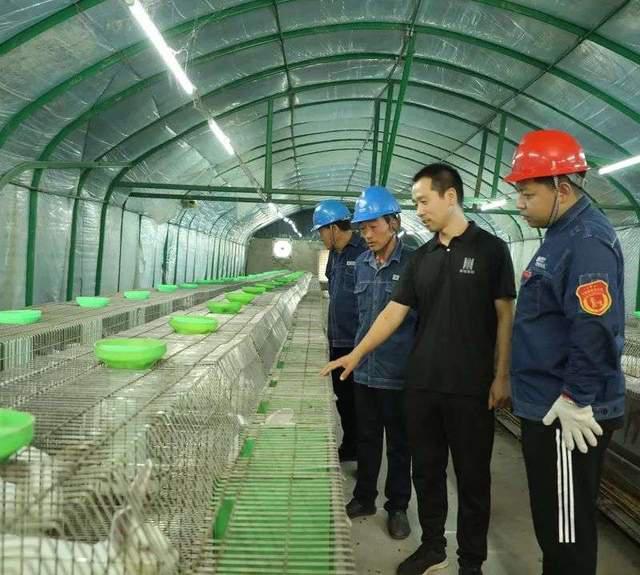 90后回家创业肉兔养殖,00后在农村创业养殖兔业