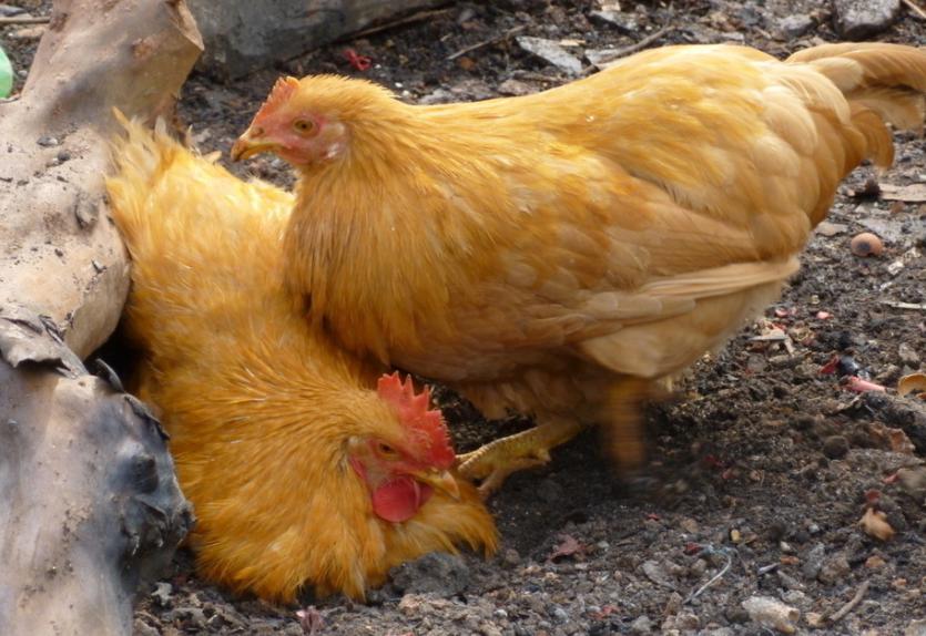 鸡采食量下降的原因及治疗方法,鸡采食量上不去咋办