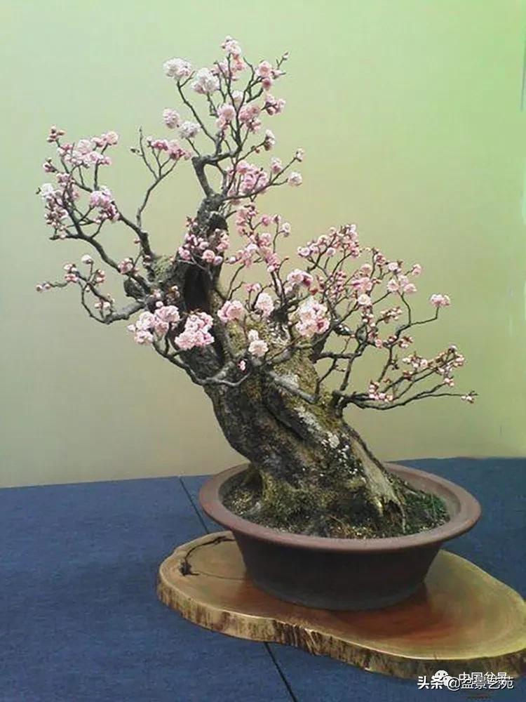 金银花盆景的修剪方法,盆景的修剪知识与技法