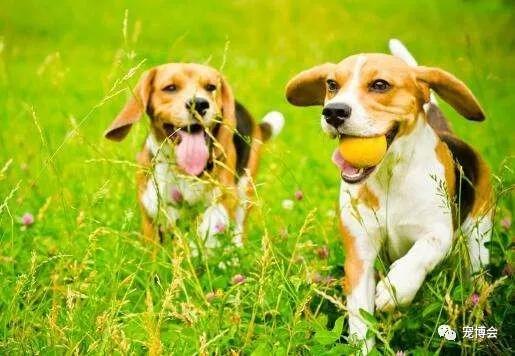 宠物所有特性,宠物的行为和特点