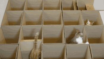 怎样可以封印住一只猫,咋样可以快速封印猫咪