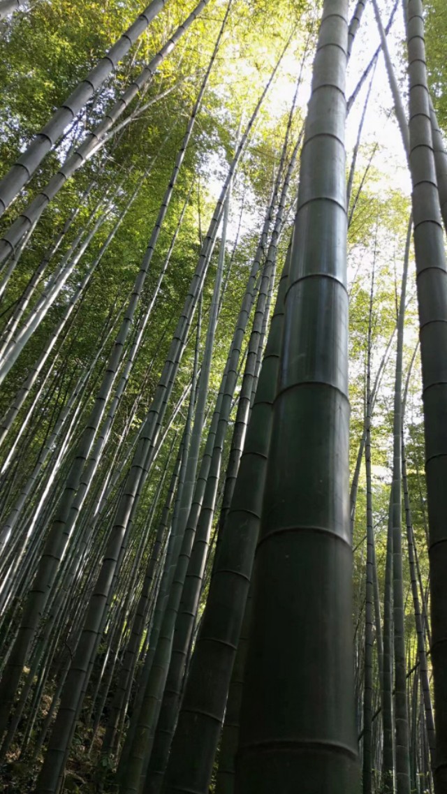 重庆永川茶山竹海天气预报15天,重庆永川茶山竹海攻略