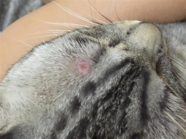 新猫到家原居民不让人碰怎么办,新猫到家为什么要隔离