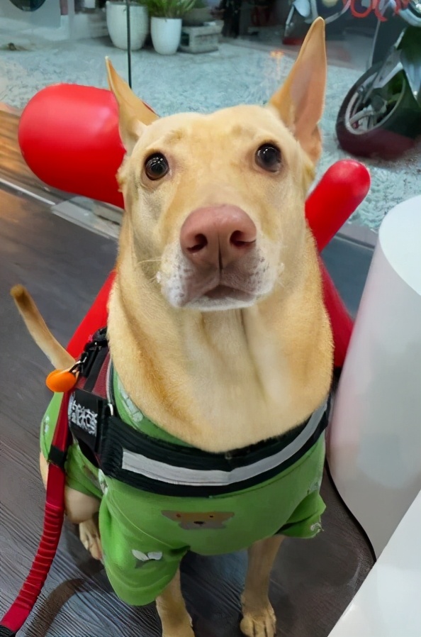 狗狗眼睛一下就睁不开了怎么回事,狗狗的眼睛突然睁不开