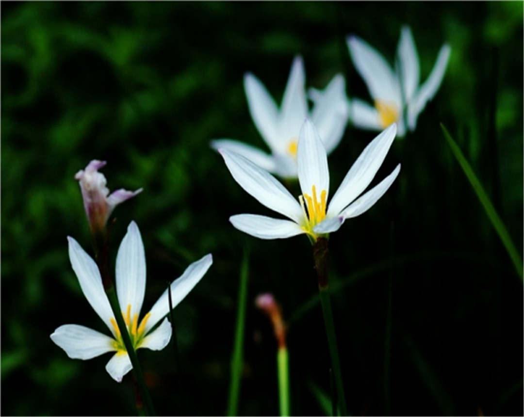 烟灰当肥料放哪种花最好,烟灰可以直接做花肥吗