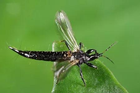 如何预防尺蠖,尺蠖为什么要消灭