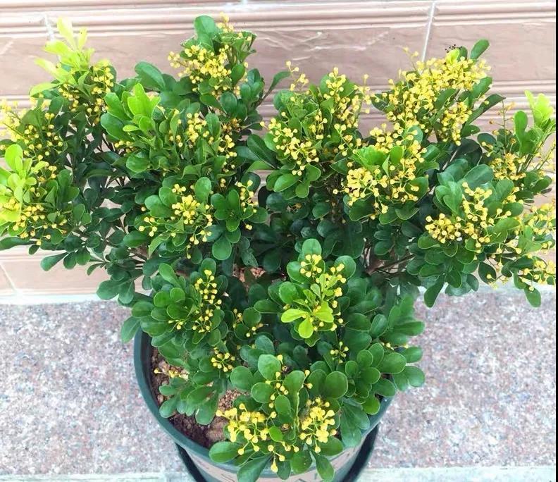 米兰怎么养护才会开花,米兰开花不香的原因及解决方法