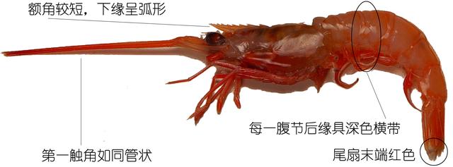 罗氏虾怎么辨别有没有膏,罗氏虾虾苗怎么分辨真假