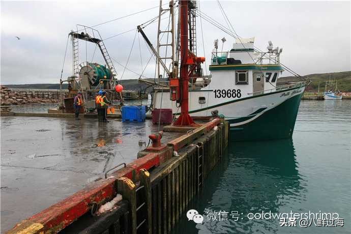 盐田生虾仁工厂,去壳北极甜虾工厂