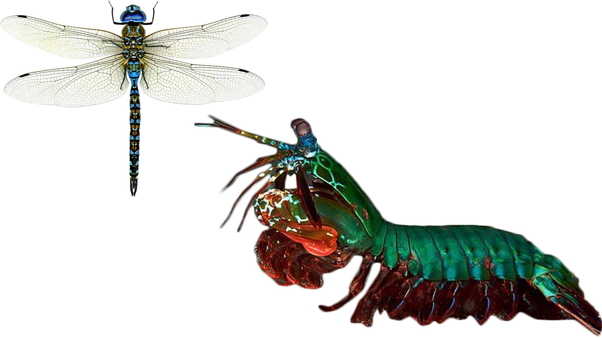 人的眼睛在动物界的水平,人的视力在动物界排名