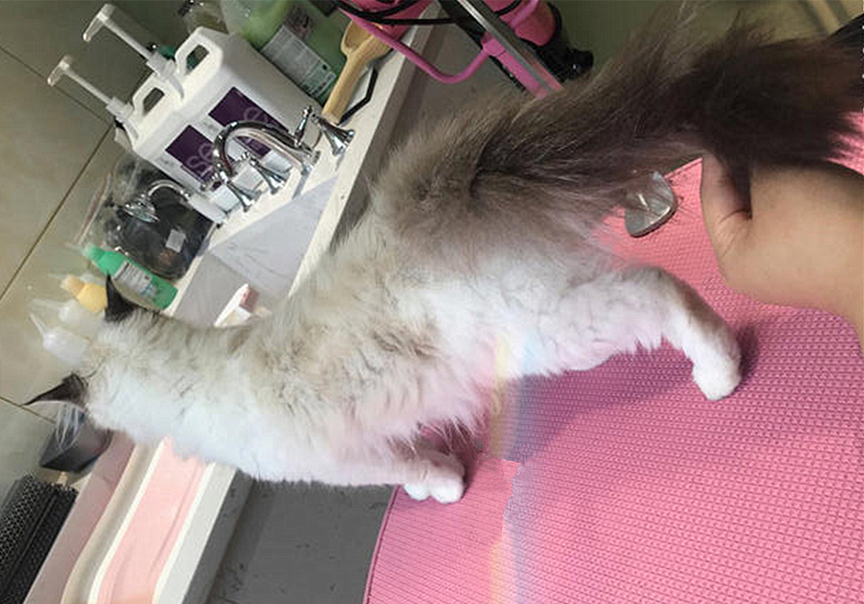 猫咪的肛门腺不一定要挤，但前提是主人做好定期检查