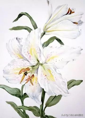 100种花卉绘画,100多张花卉线描手稿素材赶快收藏