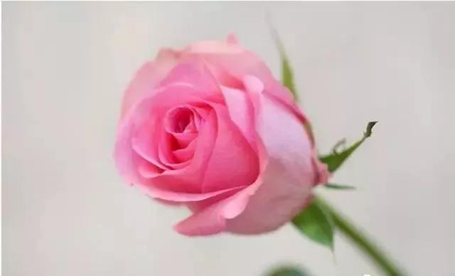 每天学习一点点——100种玫瑰品种科普