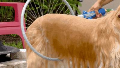 法斗中暑后没呼吸还能抢救过来吗,法斗狗狗中暑死亡了