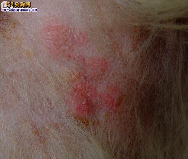 狗狗常见脚部皮肤病及治疗方法图,狗狗严重皮肤病治疗最佳方法