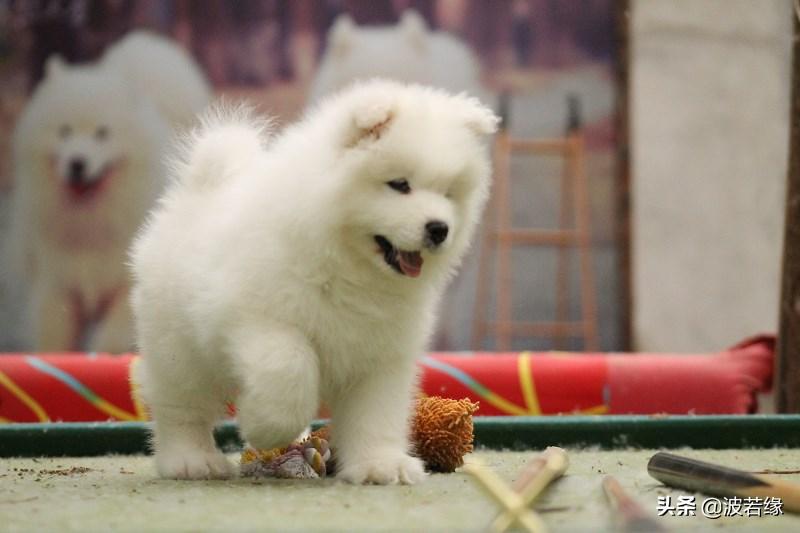 萨摩耶萌宠常识大全,萌宠常识萨摩耶狗是什么