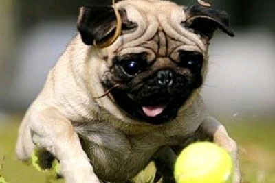 如何挑选一只极品的八哥,怎么挑选一只漂亮的八哥犬