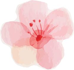 足不出户的春天，让这些樱花好物来治愈你ッ