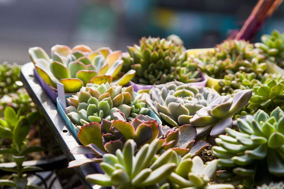 夏季多肉养护方法和注意事项,夏季的多肉应该怎么养护