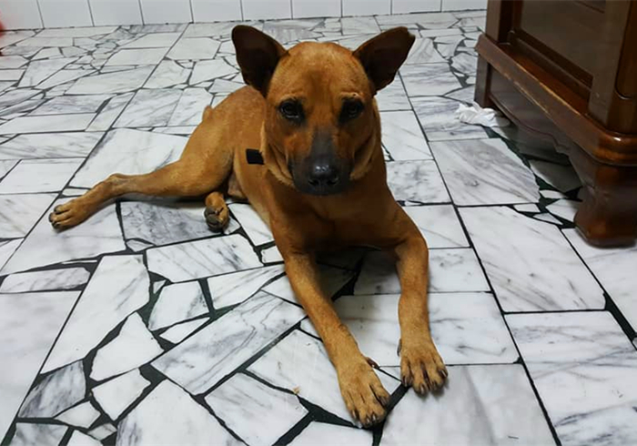 犬蛋白丢失性肠炎是什么引起的,犬蛋白丢失性肠炎