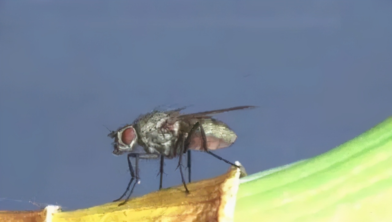 生物防治韭菜大葱病虫害,虫螨腈对大葱的病虫害防治