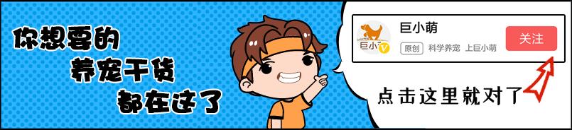 养哈士奇必须注意什么细节,养哈士奇必须要知道的