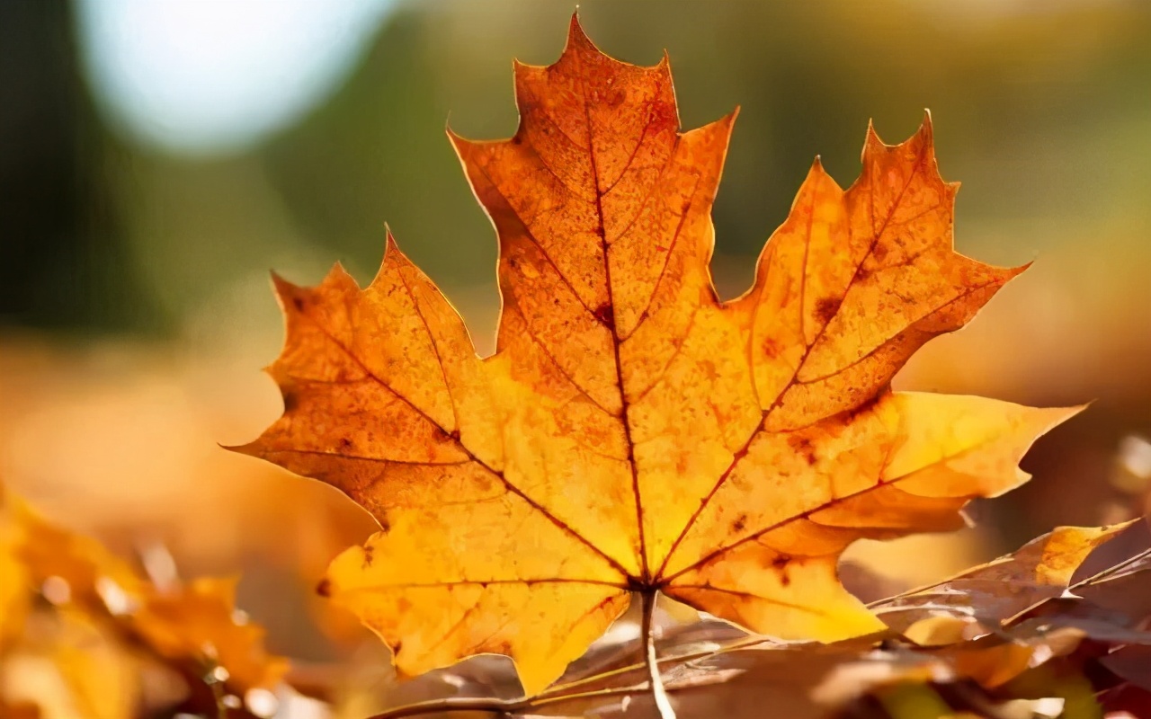 有哪些适合秋天喝的养生饮品,适合秋天喝的养生茶做法