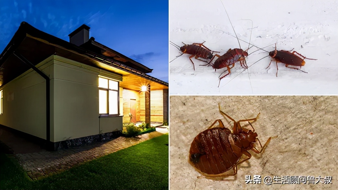 家里有虫子怎么办如何驱赶,家里有虫子最好的解决方式