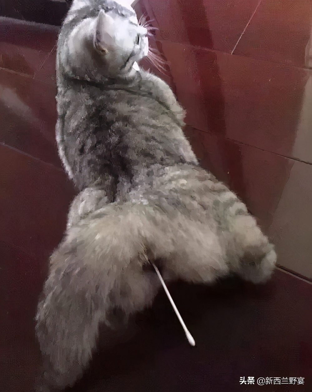 新手养猫解读猫咪8种迷惑行为,养猫一定要牢记七不要对猫咪有益