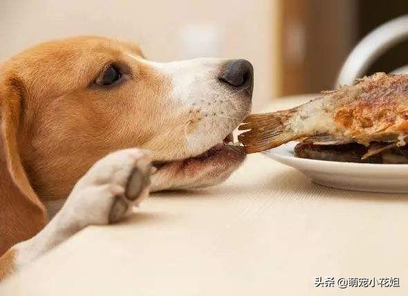 如何辨别狗粮好坏和选择的方法,狗粮泡水里怎么确认是好狗粮