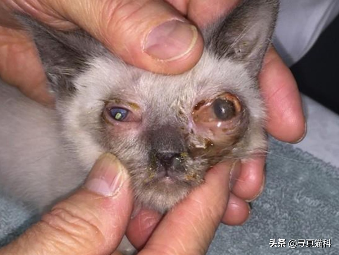 猫只流脓鼻涕打喷嚏也是疱疹吗,猫得了疱疹病毒只打喷嚏和流鼻涕