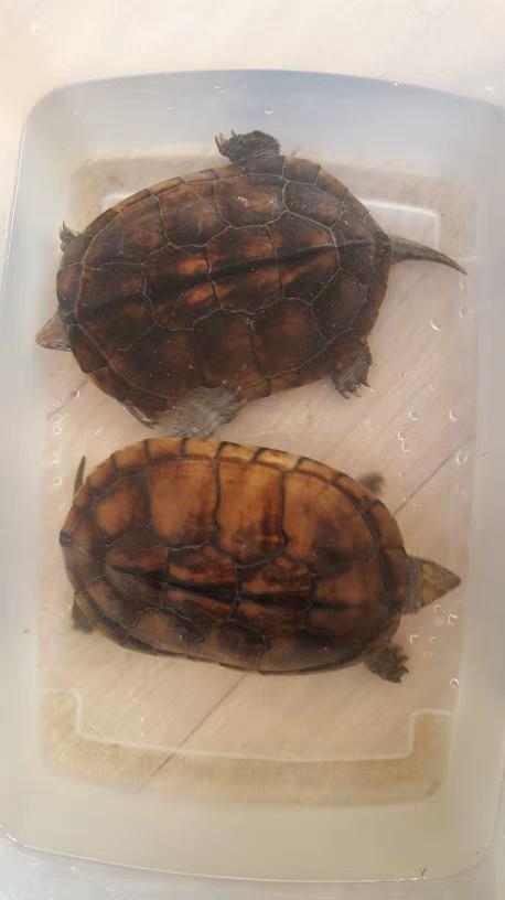 乌龟催眠大法,如何让乌龟有龟苗冬眠