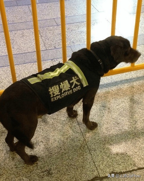 我受够了这破烂英语,我受够这些繁文缛节了