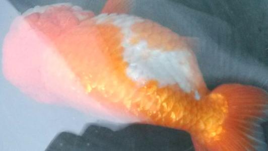 小金鱼炸鳞的表现,小金鱼炸鳃怎么回事