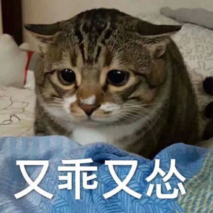 怎么让猫咪反抗狗狗的欺负,为啥猫咪不打老人