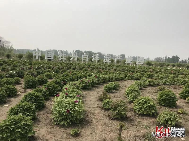 邯郸自驾游看花十大排行榜,石家庄48条春观花旅游线路