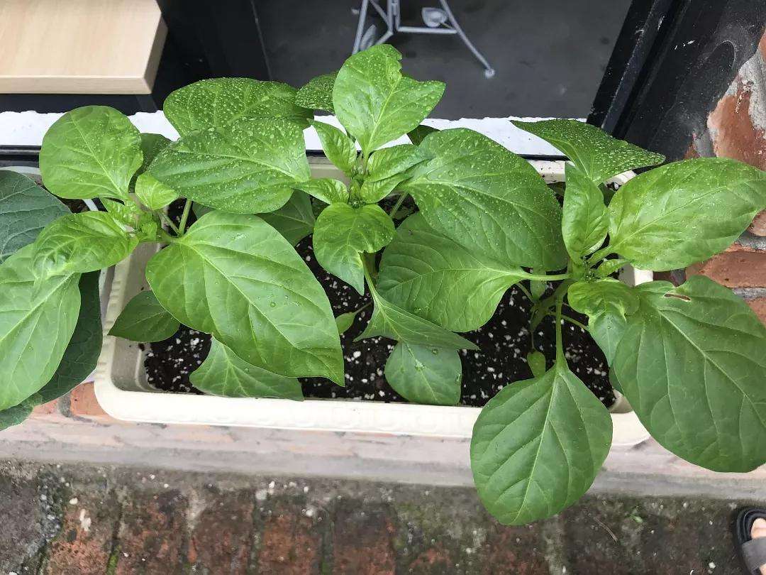 春天种什么蔬菜最简单好吃,春天种什么蔬菜最合适盆栽