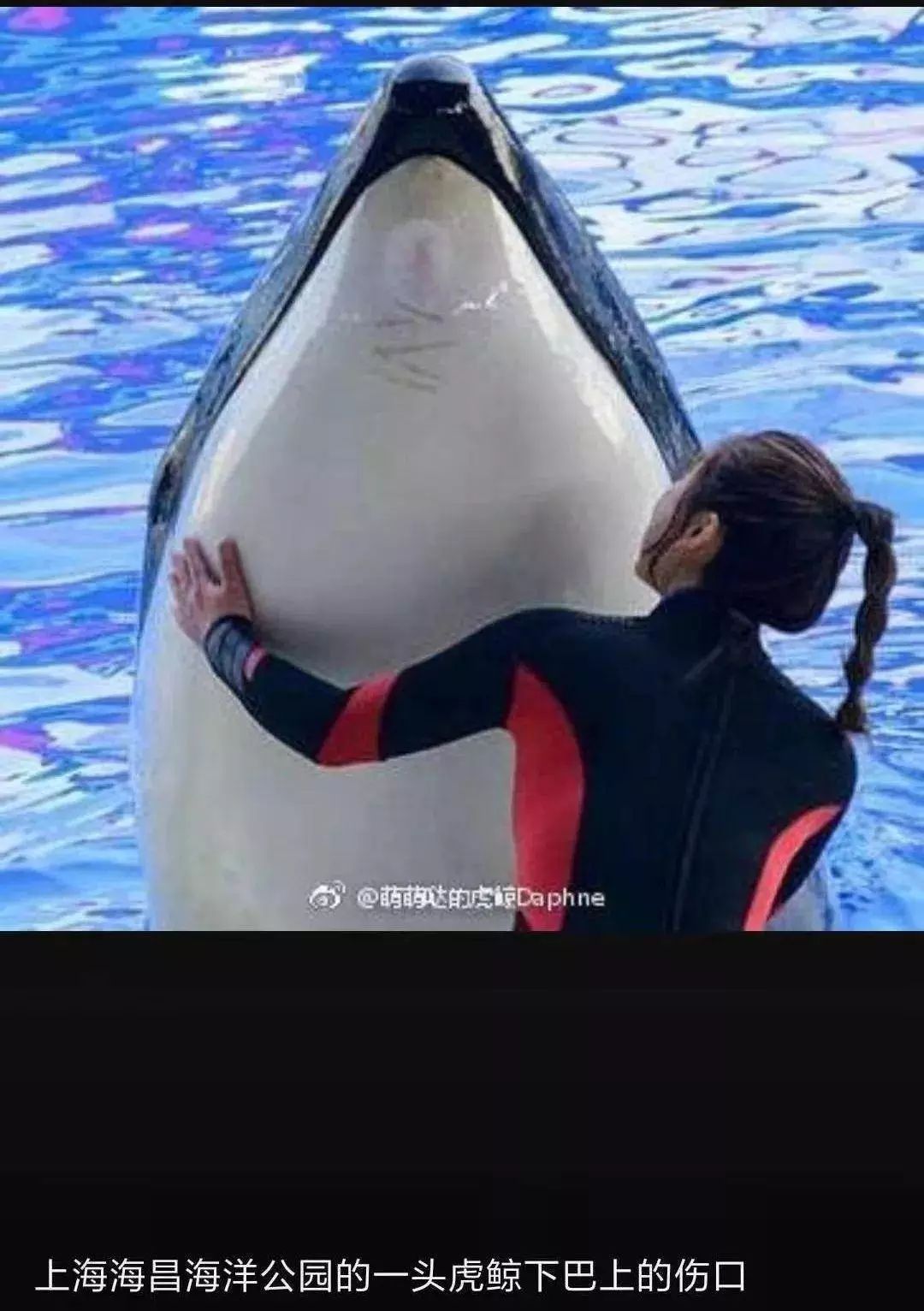 虎鲸为什么失控,虎鲸得抑郁症