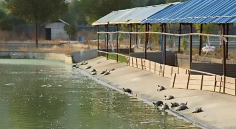 陈静涛甲鱼养殖联系方式,陈静涛甲鱼