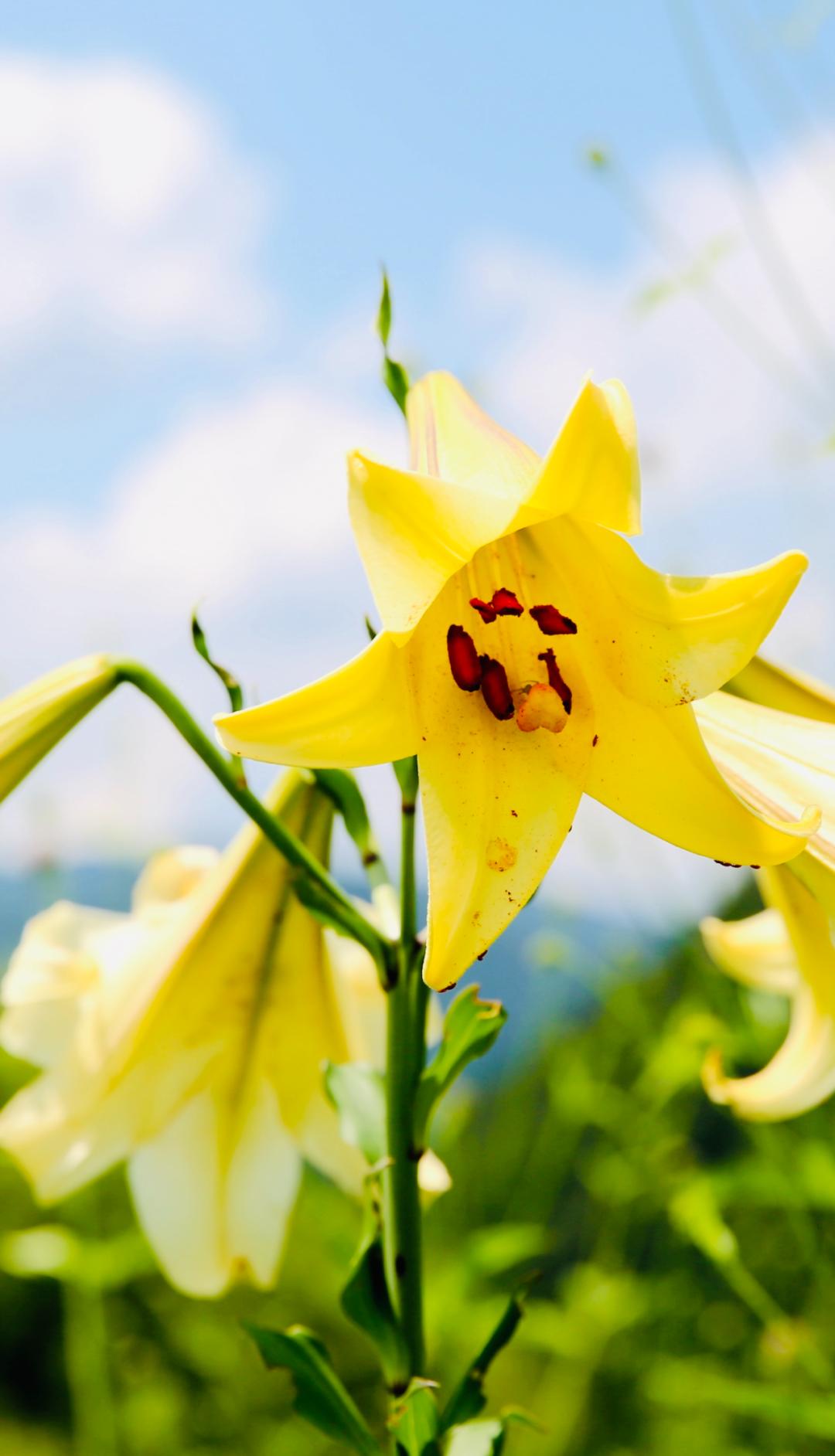 安徽发现的野韭菜,安徽发现野韭菜