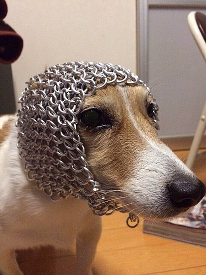 宠物囧图,宠物恶搞图