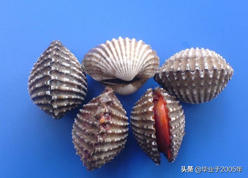 大连鱼市海鲜贝类品种,大连贝类海鲜图片大全