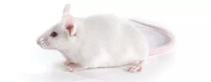 老鼠实验看人类命运,预测人类命运的老鼠实验