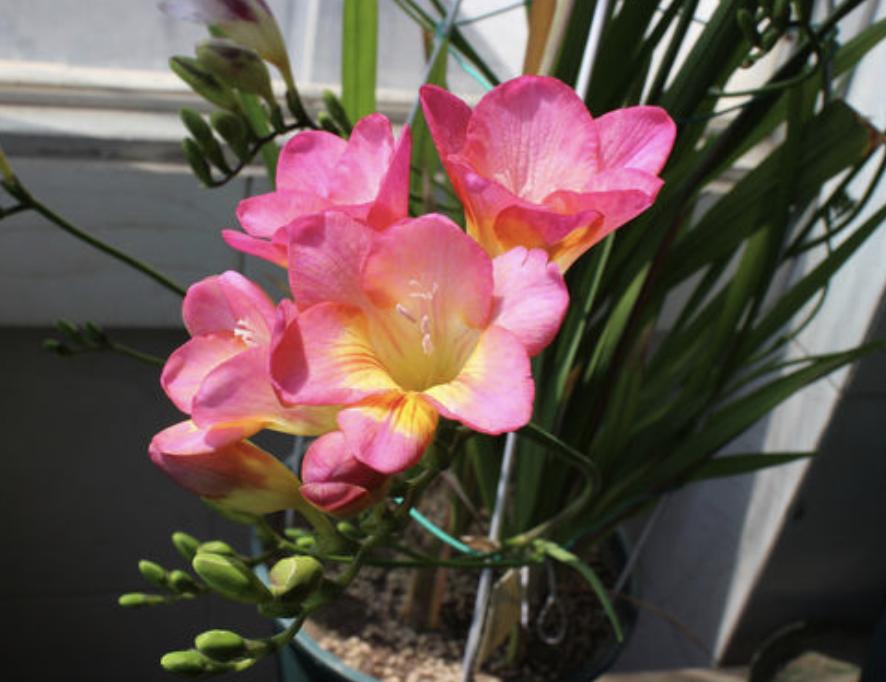 这6种花越冷越好养,冬天适合养的7种花